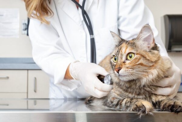 Comprehensive Guide to Veterinarian Insurance - Vet Check Up