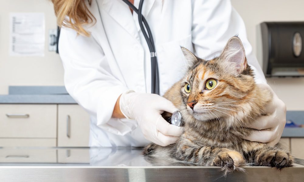 Comprehensive Guide to Veterinarian Insurance - Vet Check Up